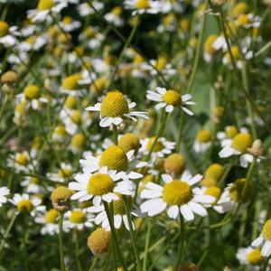 Chamomile-Roman Best Wholesale Online