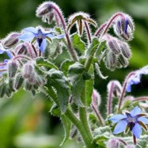 Borage On Hot Sale
