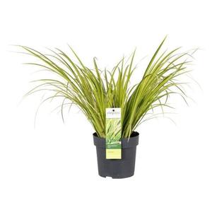 Acorus calamus - Kalmus - Sumpfpflanze - Wasserpflanze - Ziergrser Recommend Online