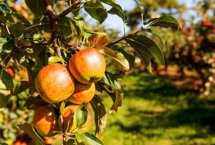 Autumn Apple Fragrance Buy Online