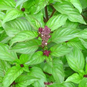 Basil, Cinnamon Comfortable Cheap Pice