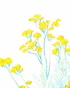 Helichrysum, Organic Cheap Sale Genuine