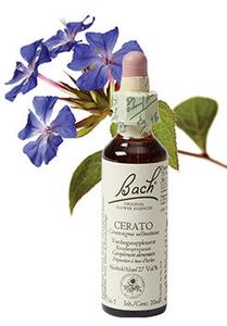 Bach Cerato / Loodkruid 20ml Popular