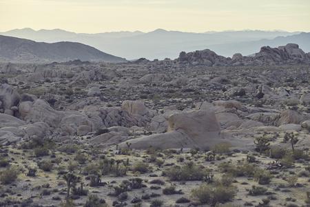 Joshua Tree Sale 2025 Newest
