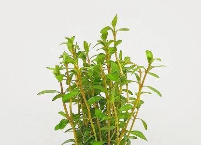 Ammannia Sulawesi Online For Sale