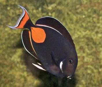 Achilles Tang Size: ML 4" to 5" Buy Cheap Pices