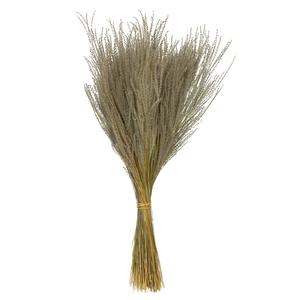 14-20" Snowdrop Grass | 10 Bunches | Natural Buy Cheap New