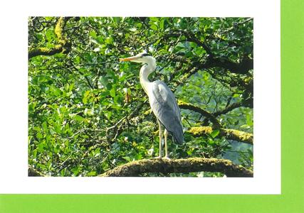 MMB06 Grey Heron (Pack of 4 photo cards) Clearance 2025