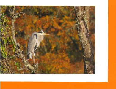 MMB10 Autumn Heron (Pack of 4 cards with coloured envelopes) Outlet Pay With Paypal