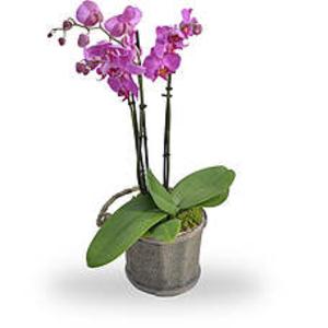 Orchidee Roze Cheap Low Pice