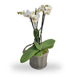 Orchidee Wit Outlet Hot Sale