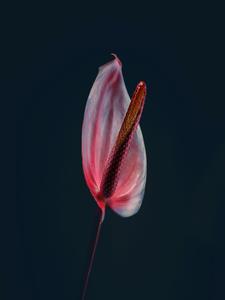 ANTHURIUM, 2018 Cheap Perfect