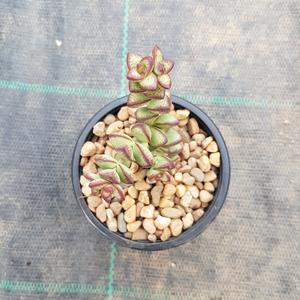 Crassula rupestris Outlet Great Deals