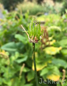 Allium vineale Sale Supply