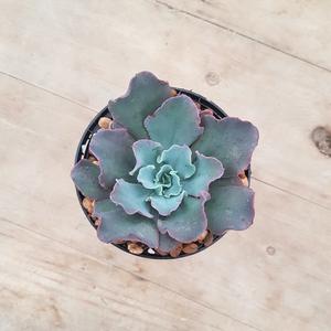 Echeveria Blue Curls Fashion Style Online