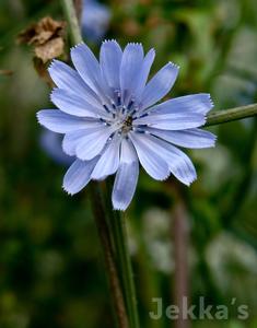 Cichorium intybus Largest Supplier For Sale