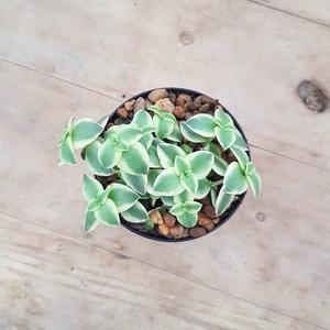 Crassula Calico Kitten Clearance Best Pices
