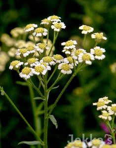 Achillea ageratum Clearance Supply