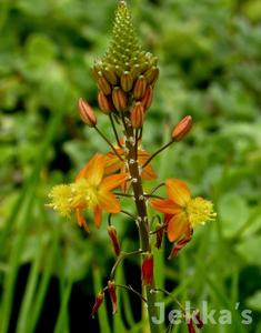 Bulbine frutescens Cheap Wiki