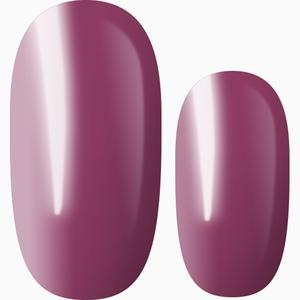 Orchid Bloom Clearance Online Online