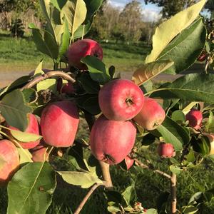 Apple | Dwarf Tropical Anna Apple Cheap Good Selling