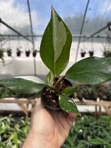 3 Philodendron White Knight Fashionable Cheap Pice