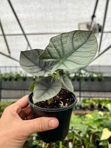 4" Alocasia Nebula Purchase For Sale