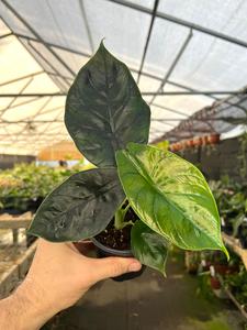 4" Alocasia Green Unicorn (azlanii x dragon scale) Outlet 2025