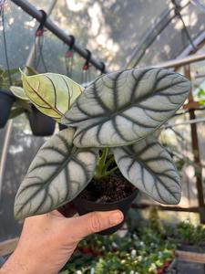 4" Alocasia Silver Dragon Outlet Collections