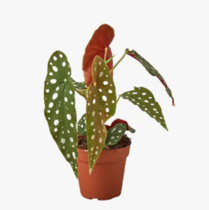Begonia Maculata 4-Inch Pot Outlet Best Seller