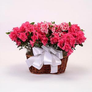 Double Azalea Outlet Store Online