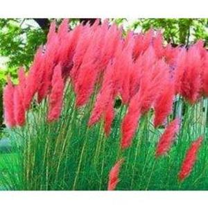 25 Red Pampas Seeds Cheap The Cheapest