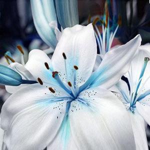 Rare Blue Heart Lily Plant - 50 Seeds Outlet Explore