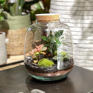 Terrarium Bubble XL Cheap Sale Fashionable