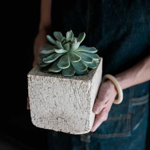 Lightweight Single Mini Cube Planter - with Echeveria Succulents Discount Classic