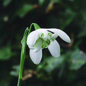 Double Snowdrop Buy Cheap Wide Range Of