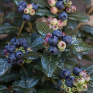 Perpetua Blueberry by Bushel and Berry Good Selling Cheap Online