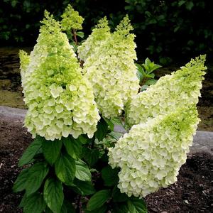 Moonrock Hydrangea Cheap High Quality