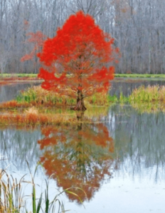 Bald Cypress seedling Shop For Online