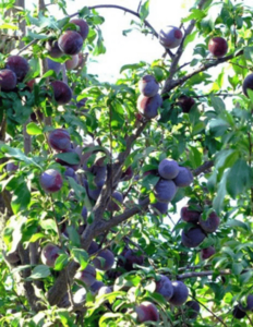 Dwarf Santa Rosa Plum Tree seedling Pay With Visa