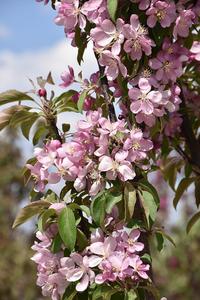 Emerald Spire Crabapple Online Online High Quality
