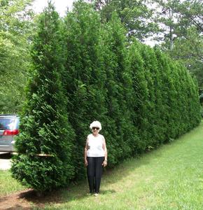 American Pillar Cedar Recommend For Sale