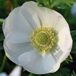 Anemone "The Bride" coronaria Outlet For Nice