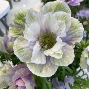 Anemone coronaria "Pale" Official Site For Sale