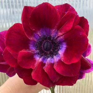 Anemone Carmel "Bordeaux" Buy Cheap The Cheapest