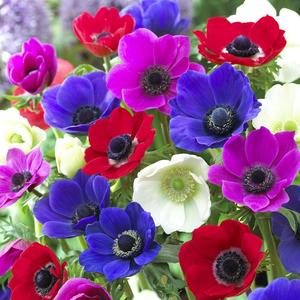 Anemone "De Caen" coronaria mix Buy Cheap Inexpensive