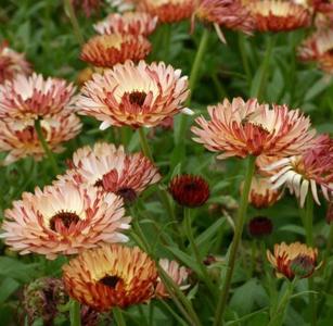 Calendula - Bronze Beauty Discount Many Kinds Of