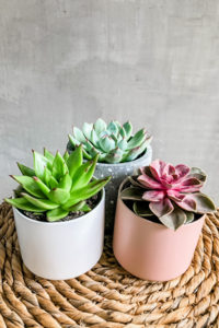 Assorted Succulents Free Shipping High Quality