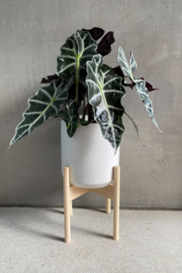 Alocasia 'Amazonica Polly' Sale Footlocker