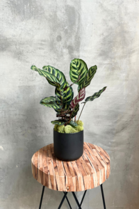 Calathea 'Makoyana' Outlet Explore